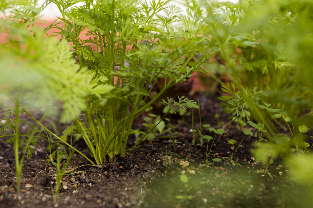 Freepik imagem: salsinha plantada horta em casa.