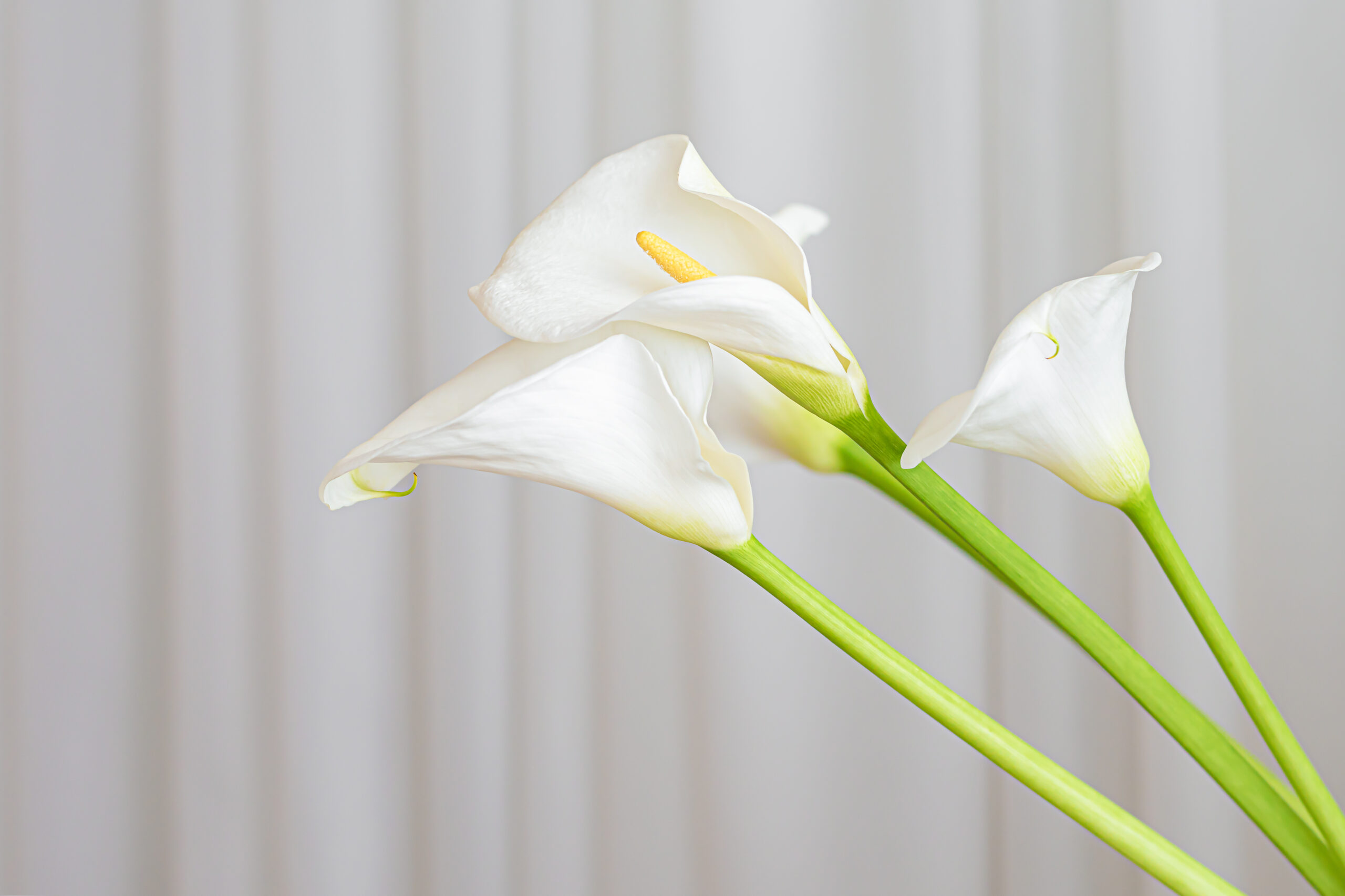 Freepik imagem: Flores de planta copo de leite em um fundo de tecido branco.