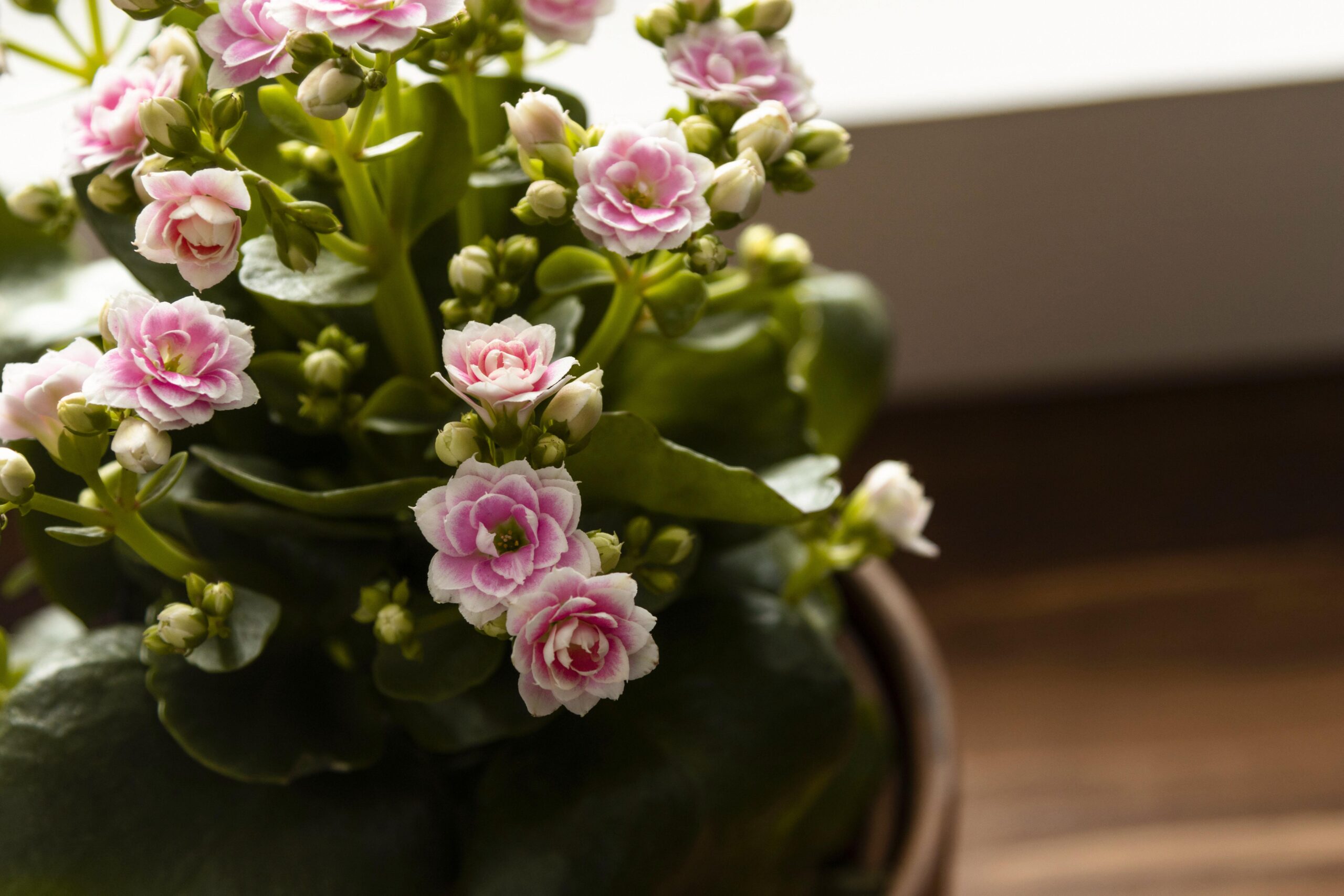 Freepik imagem: Planta Kalanchoe em vaso.