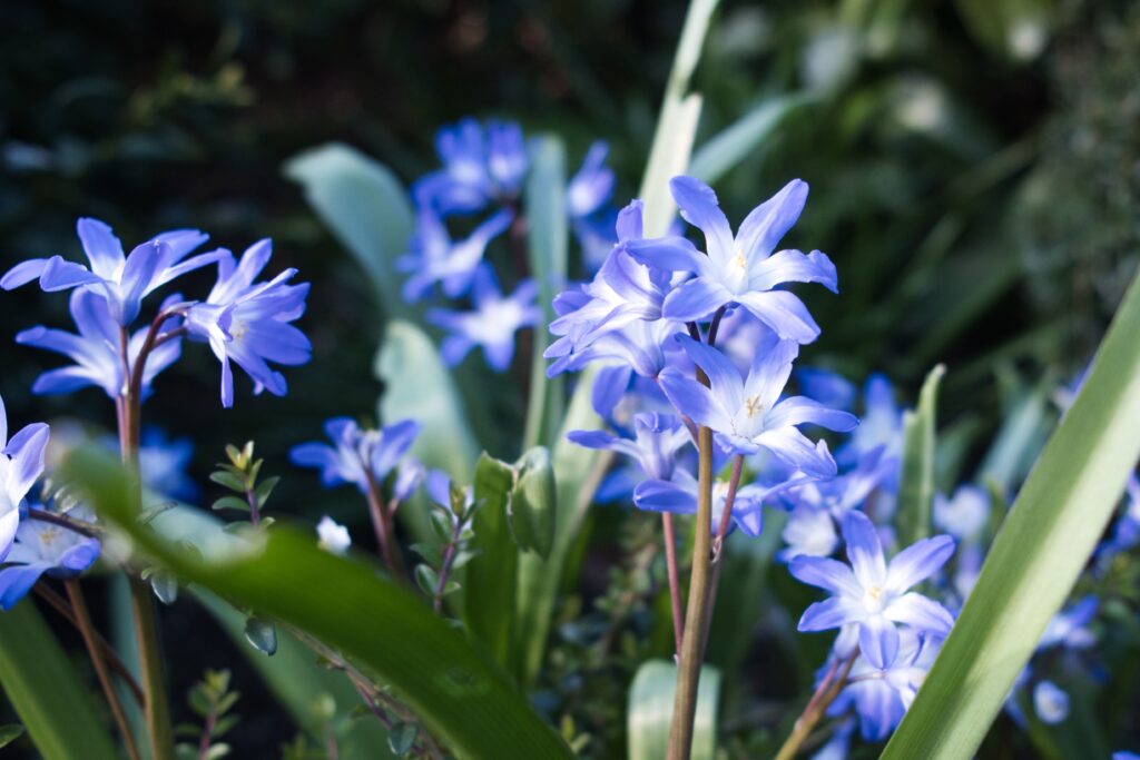 Freepik imagem: Captura aproximada de flores agapanto em um jardim.