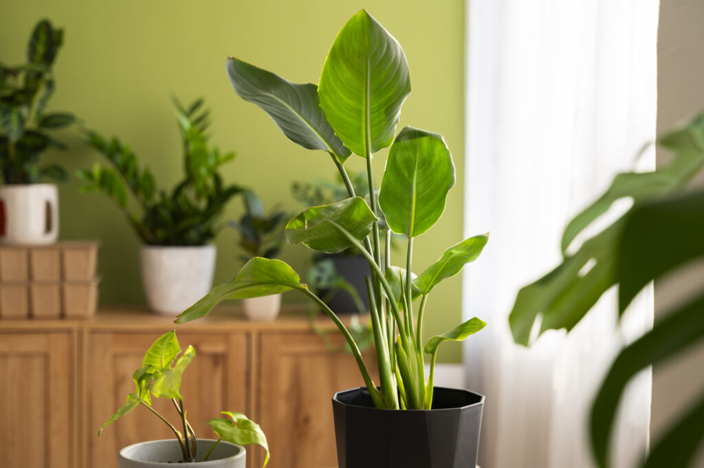 Freepik imagem: Plantas de interior em estúdio.