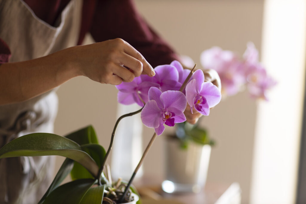 Freepik imagem: mulher arrumando orquídea em casa.