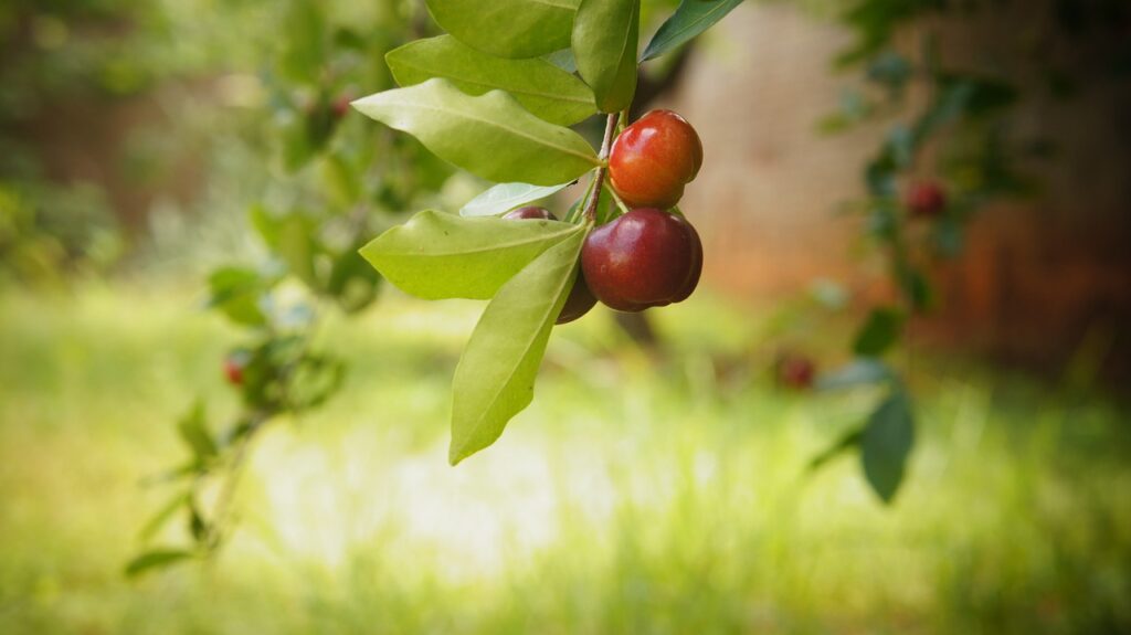 Pixabay imagem acerola plantada em vaso