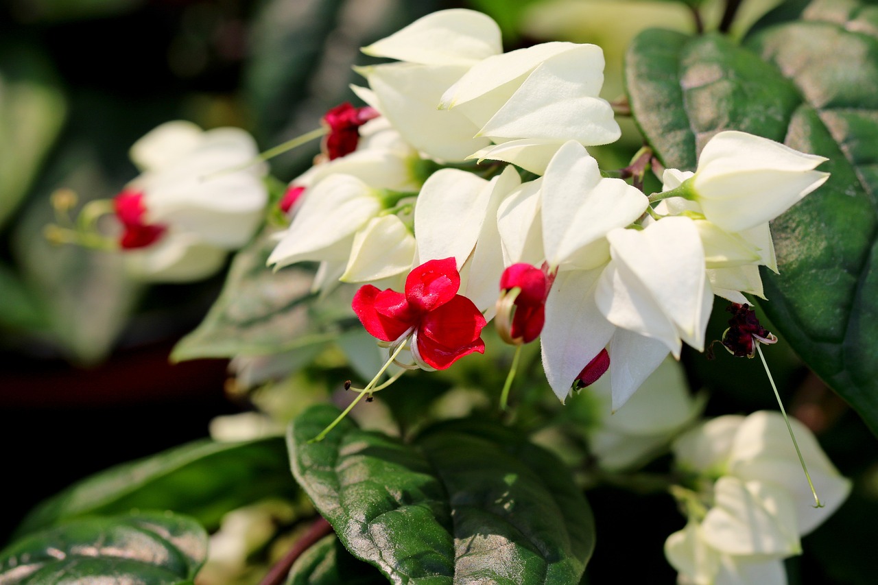 Lágrima-de-Cristo: Como Cuidar e Cultivar Esta Bela Trepadeira no Jardim e na Varanda 