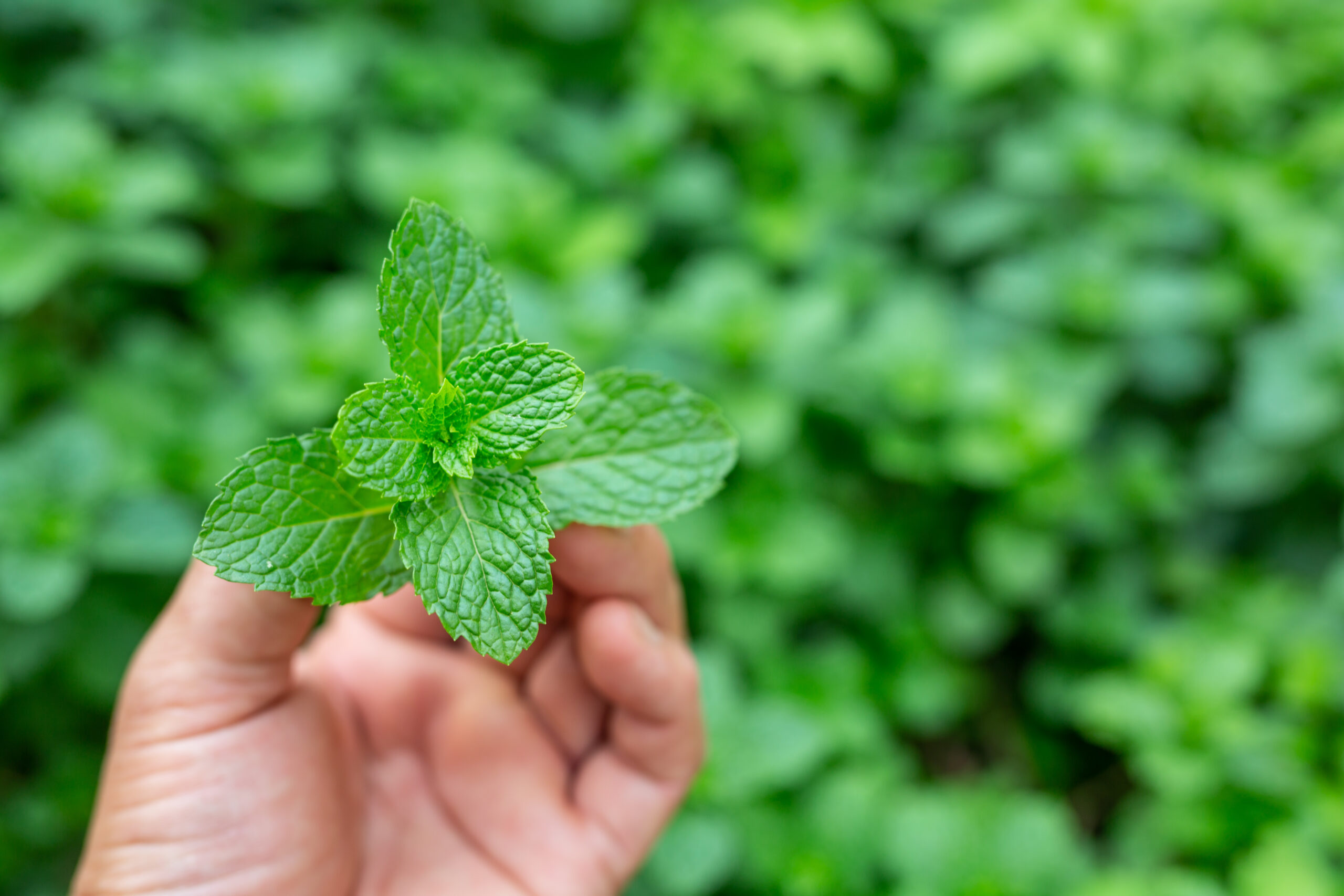 Freepik Imagem cultivo de hortelã em casa